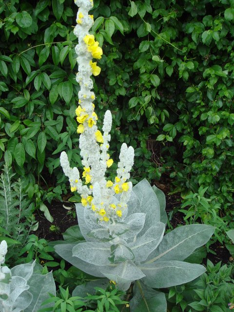 Verbascum bombyciferum